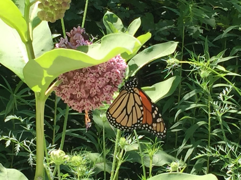 Pollinator Habitat Ideas - Go Green Illinois