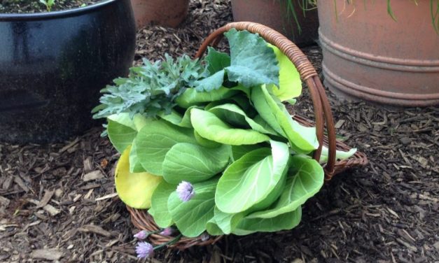 Summer Vegetable Gardening