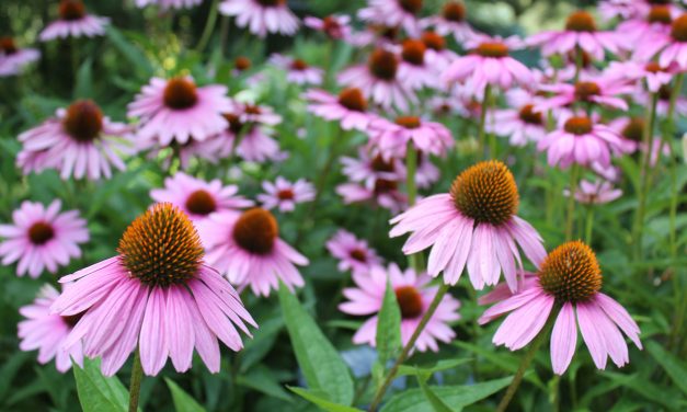 Prairie Fires May Help Native Plants Flourish