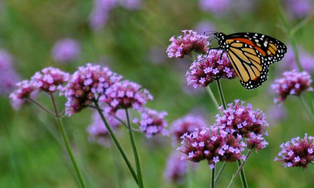 How to Garden with Native Plants