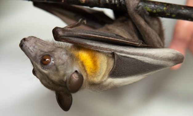 Incredible Bats!