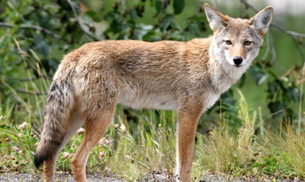 Urban Ecology of Coyotes