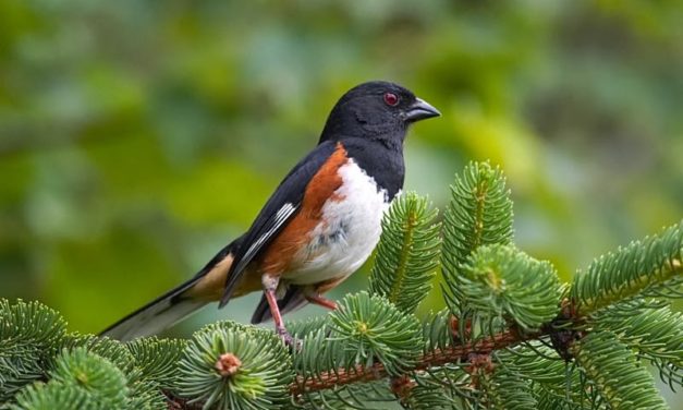 Fall Bird Walk with Friends of the Green Bay Trail