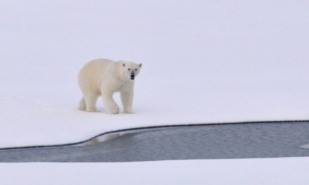 Arctic Refuge Drilling: new ruling, new action