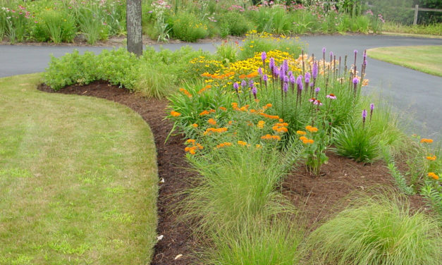 Pollinator gardens: transitioning from turf