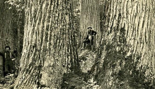 History of Trees in America