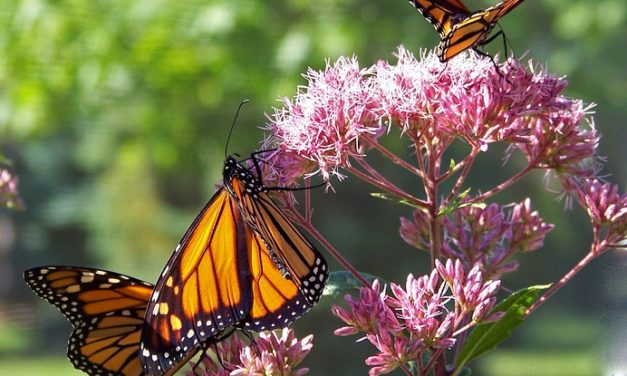 The History and Science Behind the Monarch Craze