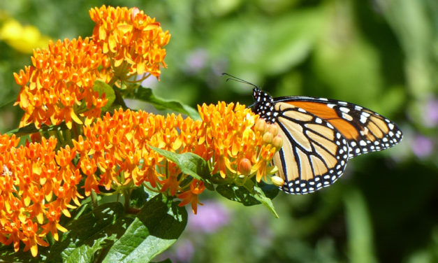 Go Green Winnetka Fall Native Plant Sale