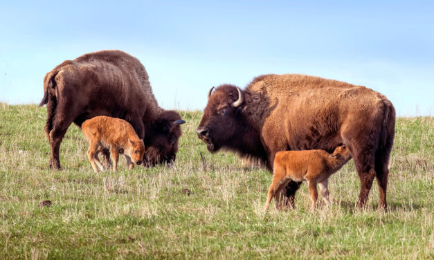 Restoring the Nachusa Grasslands