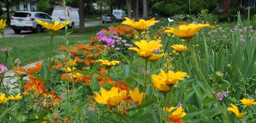 Go Green Winnetka Fall Native Plant Sale