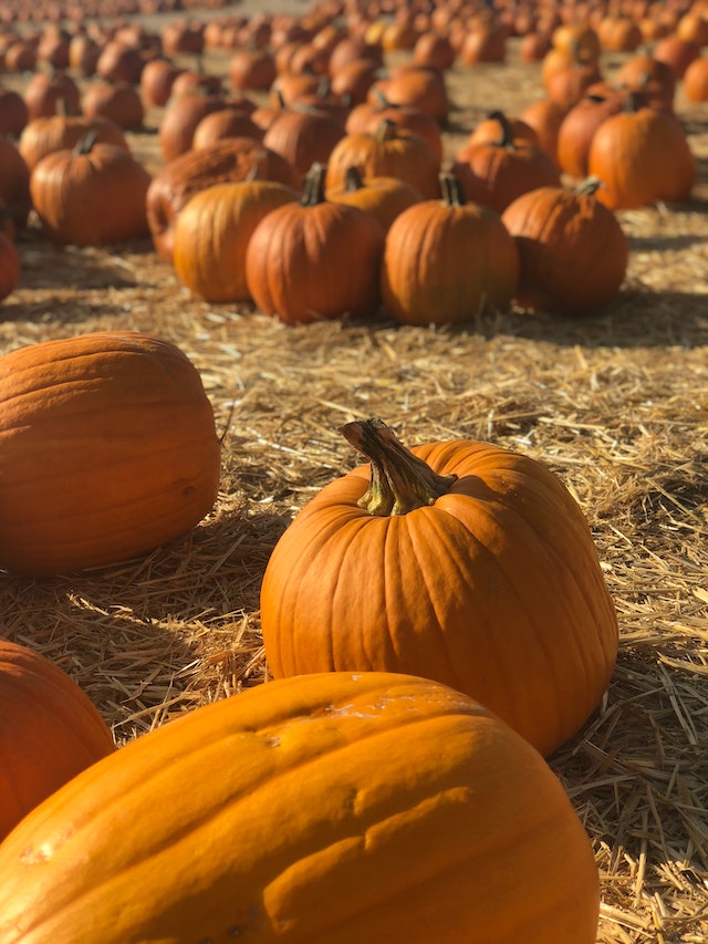 Naperville Park District to host Halloween Happening, annual