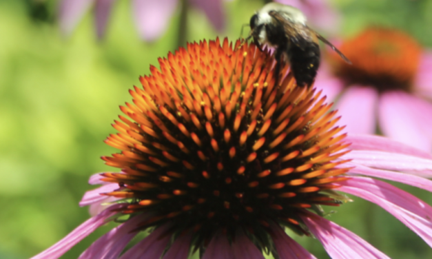 A Native American Garden: Urban forests and the Mitchell Museum of the American Indian