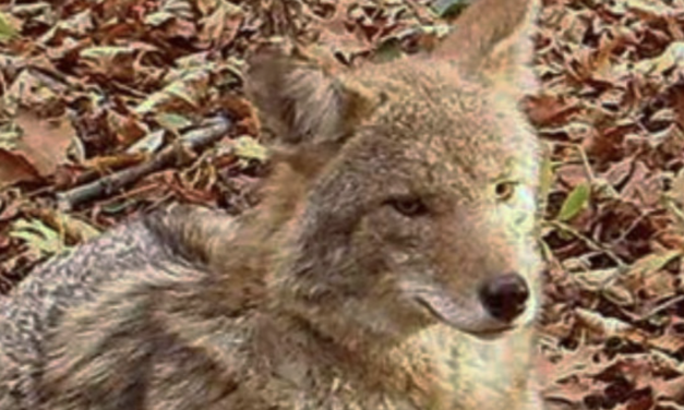 Our Urban Wildlife: Coyotes, Bats, Rats and other critters