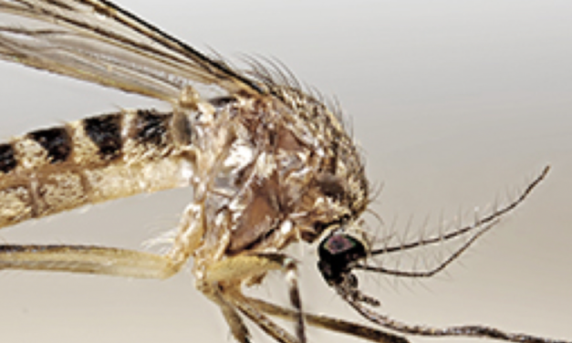 Climate and Sustainability: the Challenge  for Mosquito-Disease Control