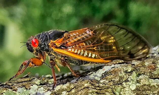 AN EPIC YEAR FOR CICADAS