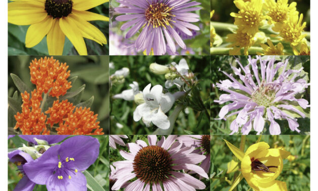 Village of Hampshire native seed distribution