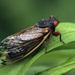 Dos & Don’ts During the Summer of Cicadas