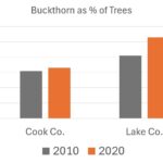 Buckthorn – an invasive shrub