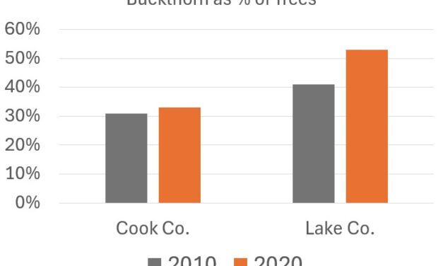 Buckthorn – an invasive shrub