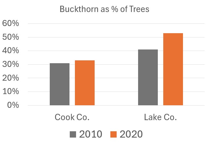 Buckthorn – an invasive shrub