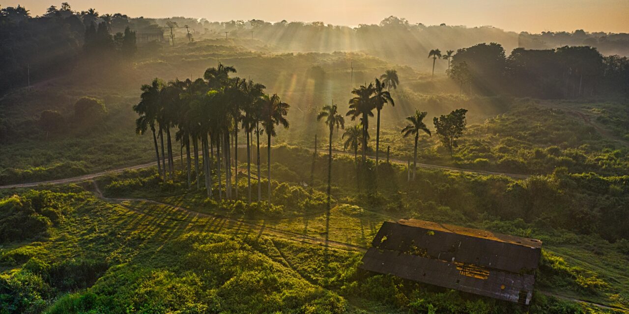 The Impact of Palm Oil Farming