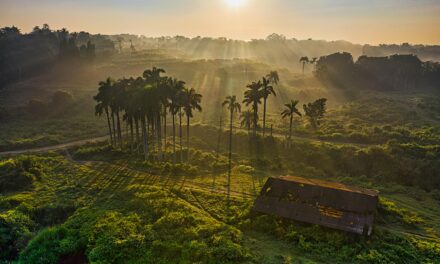 The Impact of Palm Oil Farming