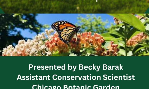 Rethinking Lawns: Incorporating Native Plants into Home Landscapes